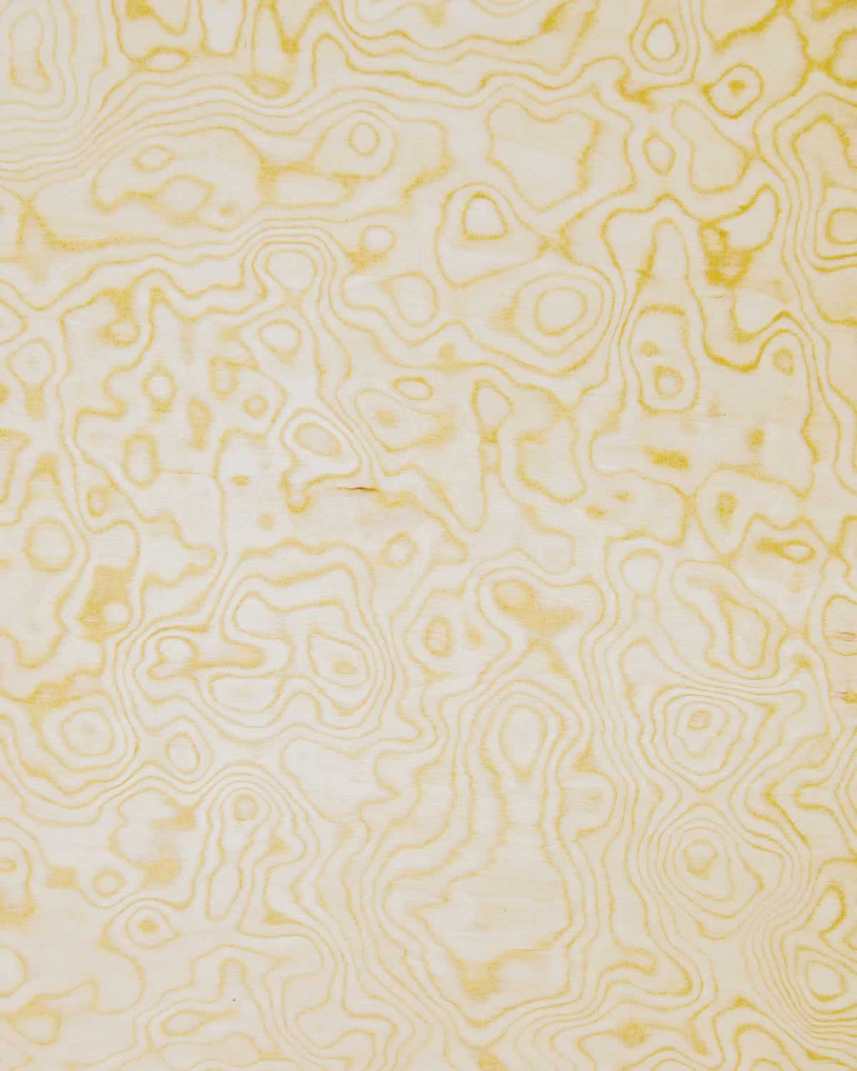 Basswood Burl