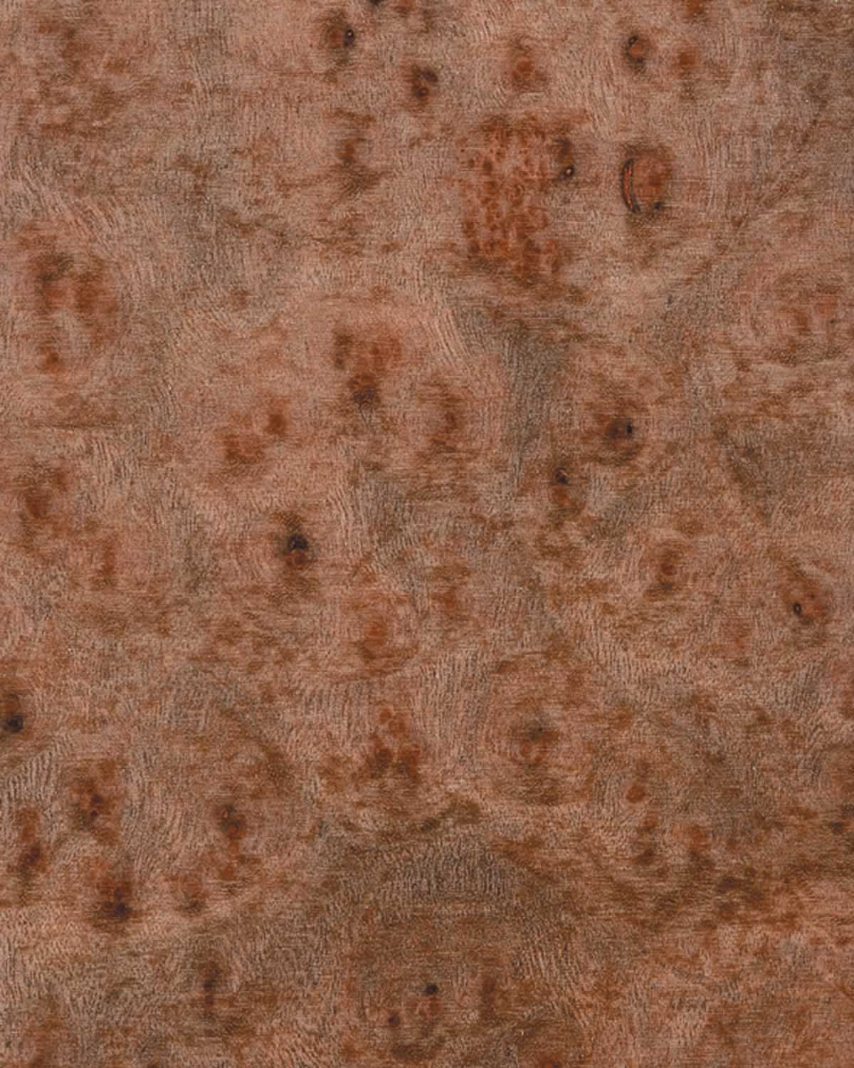 Camphorwood Burl