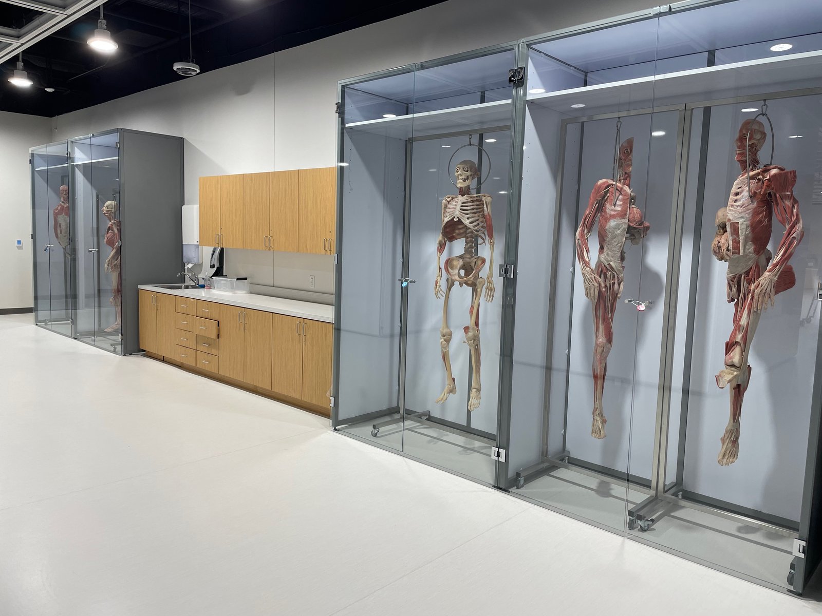 Anatomical Specimen Display Cases