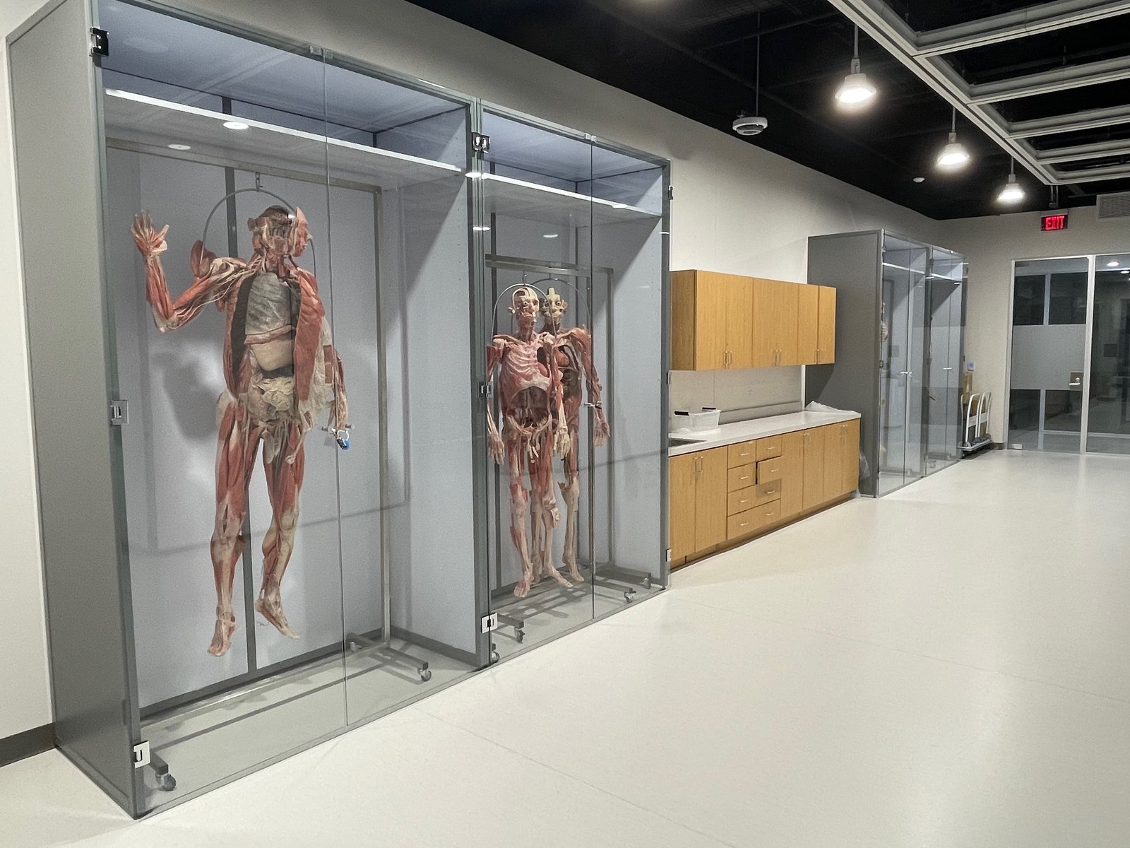 Display Case Corridor and Cabinetry