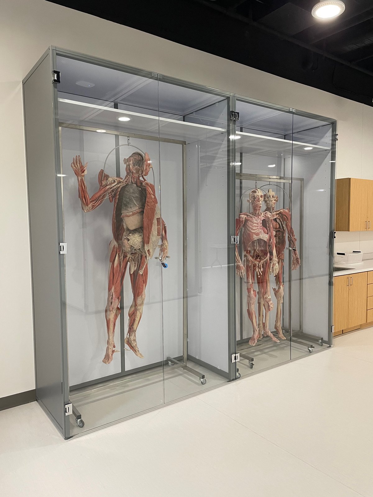 Full-Body Specimen Display Cases