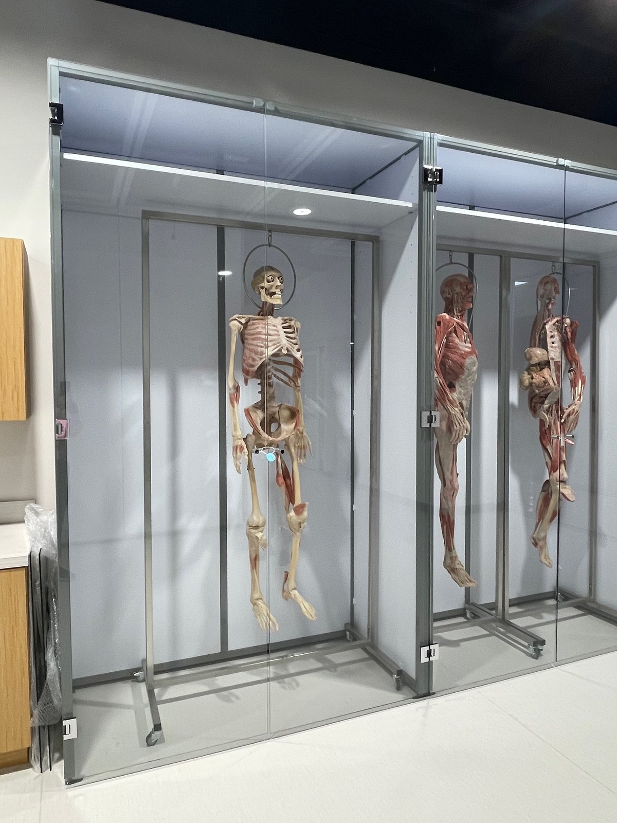 Specimen Display Cases