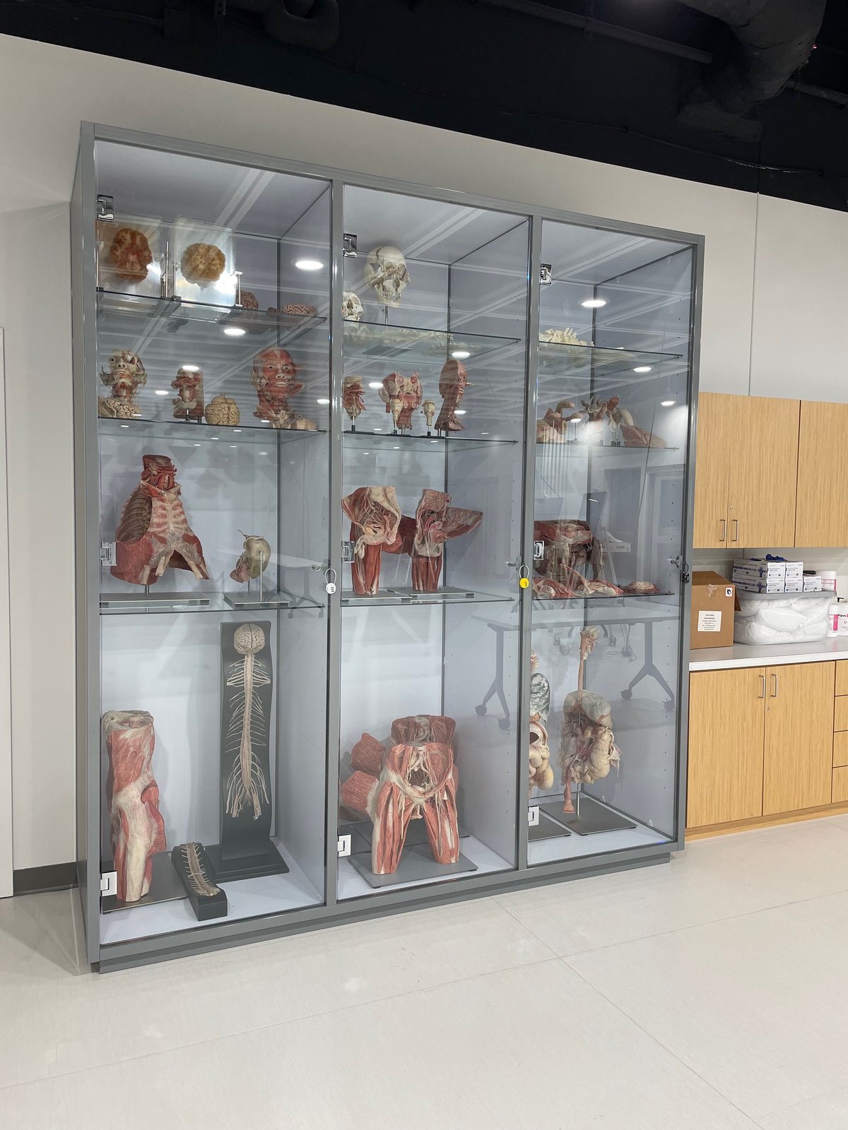 Anatomical Specimen Display Cabinet